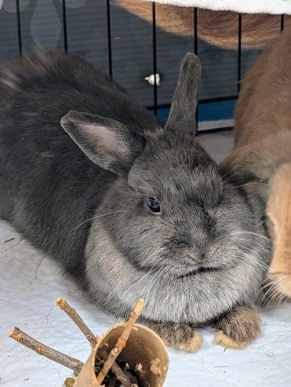 Enlarge Bidule, a Adoptable mixed breed in Montreal, QC image 2/2