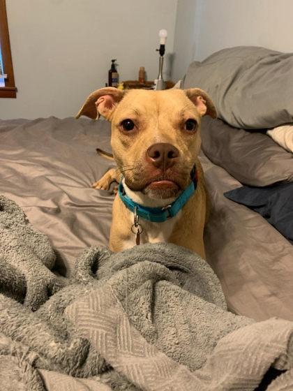 Danika, Adoptable, Adult Female Mixed Breed & Mixed Breed.