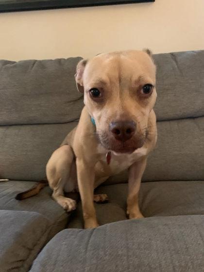 Enlarge Danika, a Adoptable mixed breed in Munster, IN image 2/2