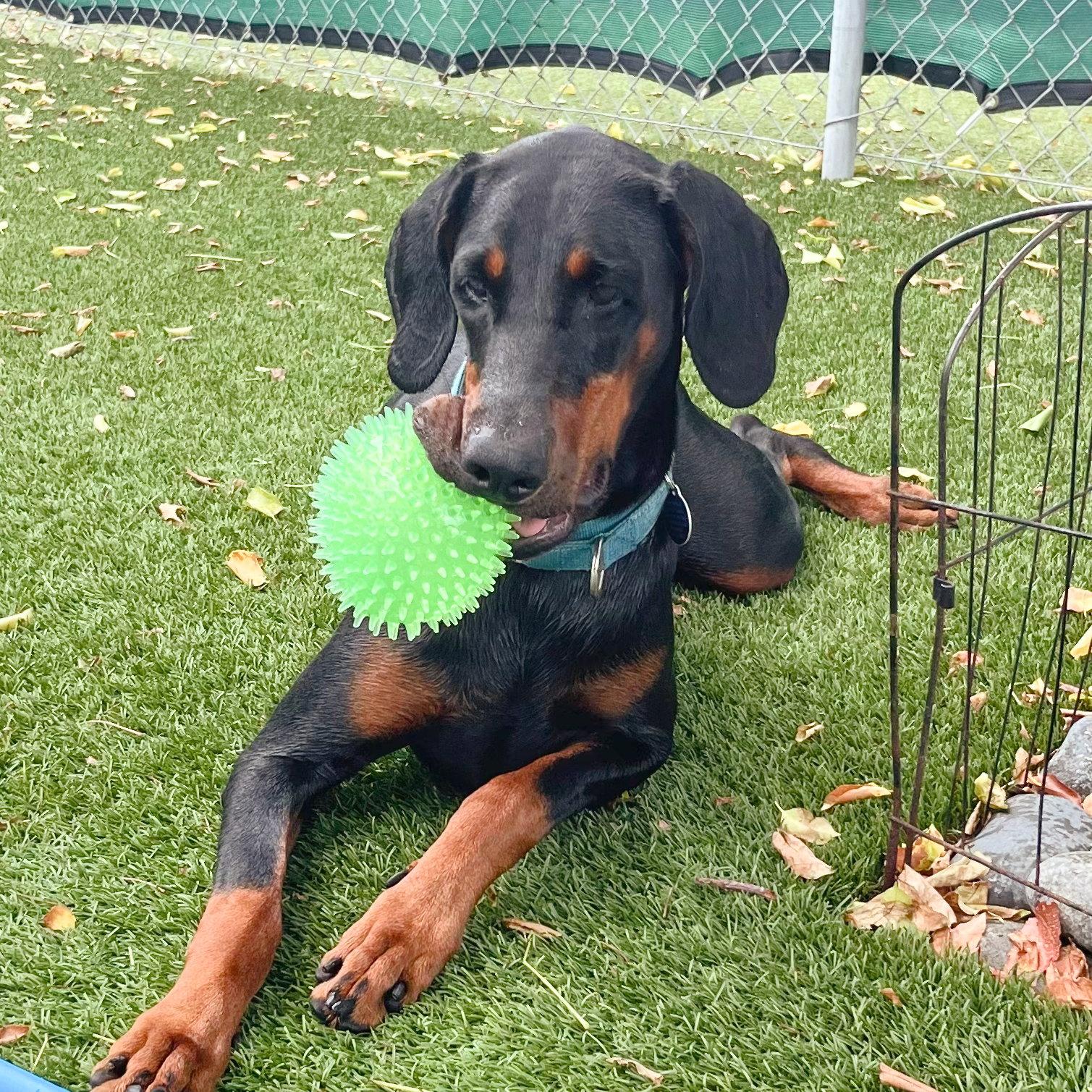Enlarge Ayla 3571, a Adoptable Doberman Pinscher in Oakland Park, FL image 1/3