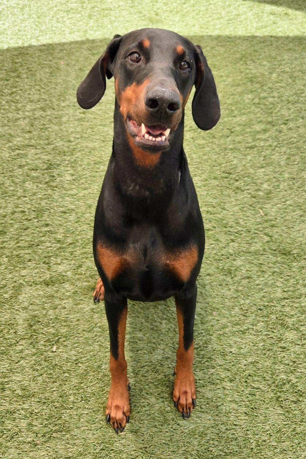 Ayla 3571, Adoptable, Adult Female Doberman Pinscher.