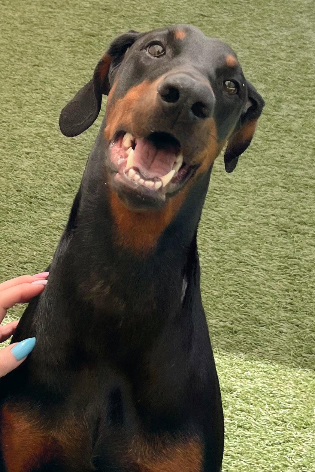 Enlarge Ayla 3571, a Adoptable Doberman Pinscher in Oakland Park, FL image 2/3