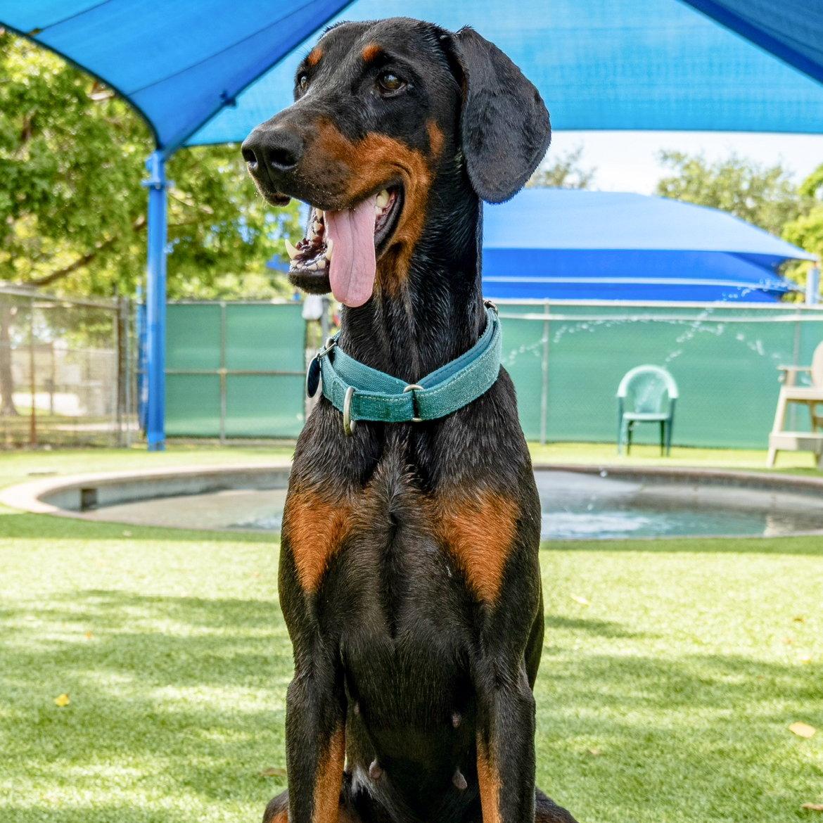 Enlarge Ayla 3571, a Adoptable Doberman Pinscher in Oakland Park, FL image 2/3