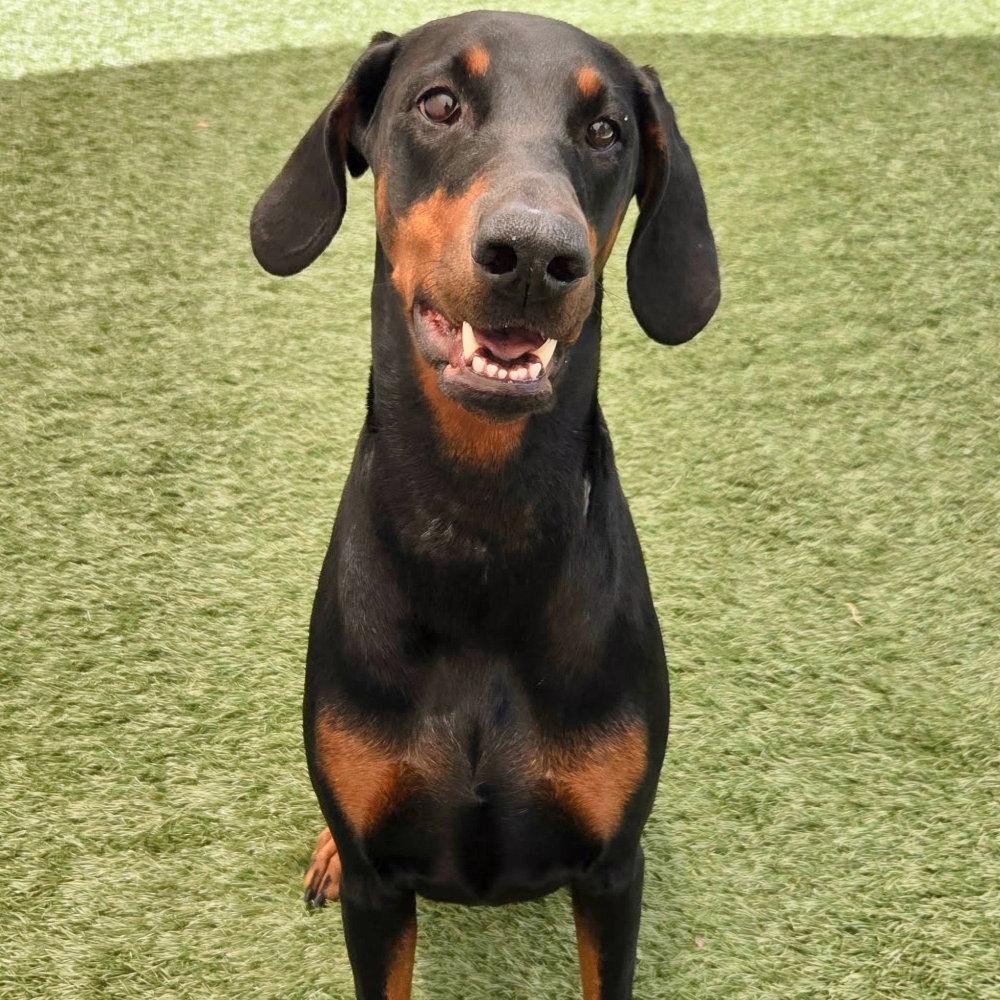 Enlarge Ayla 3571, a Adoptable Doberman Pinscher in Oakland Park, FL image 2/3