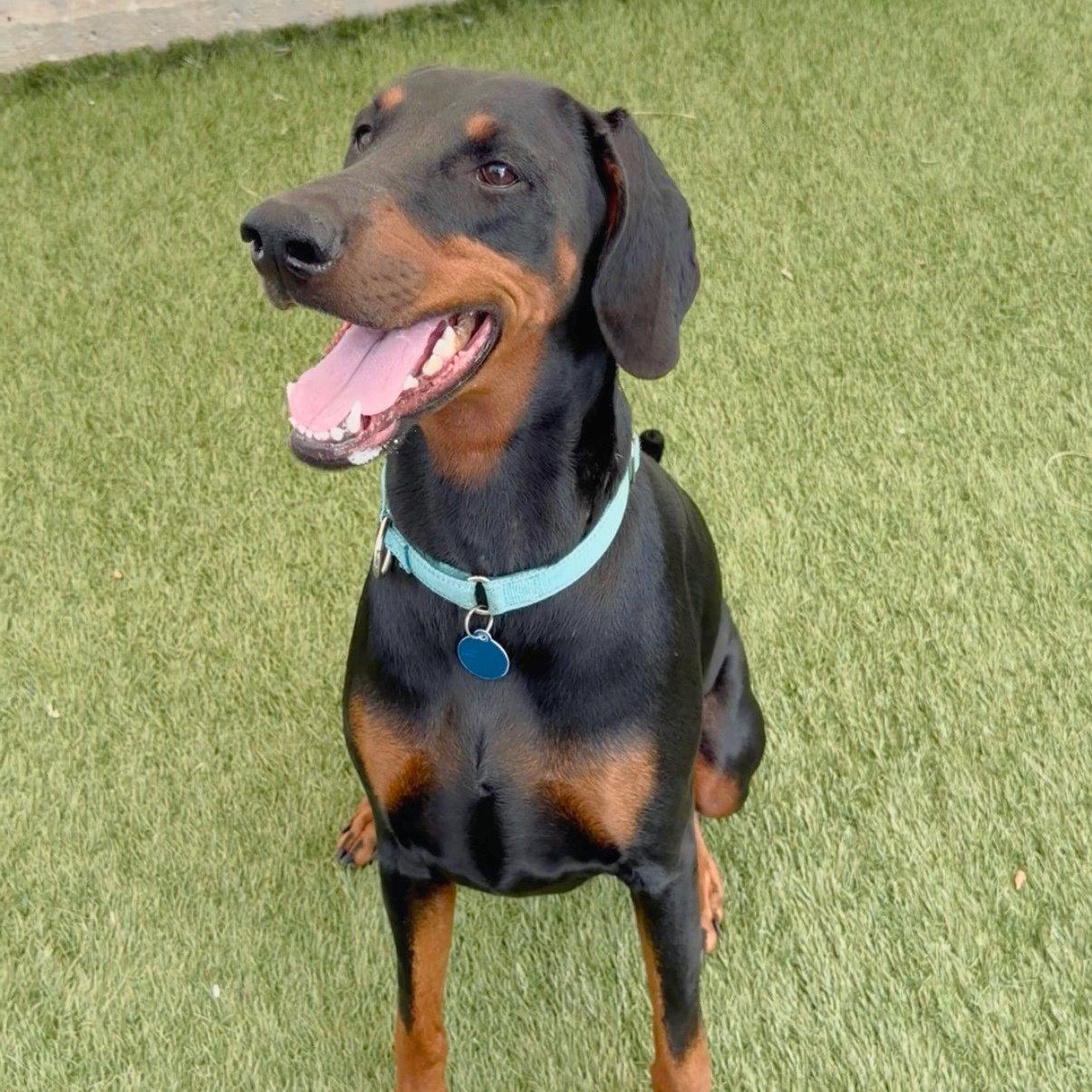 Enlarge Ayla 3571, a Adoptable Doberman Pinscher in Oakland Park, FL image 3/3