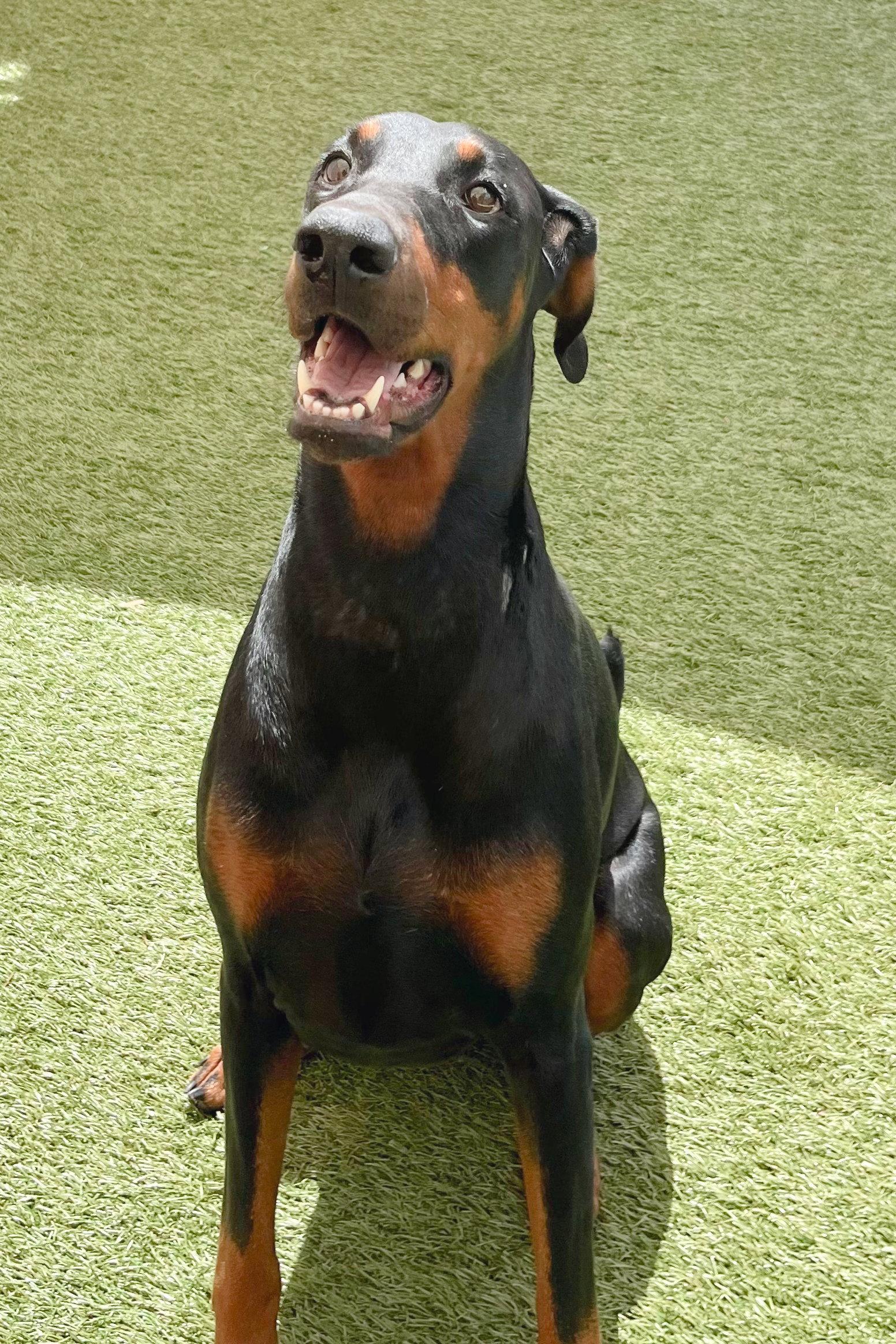 Enlarge Ayla 3571, a Adoptable Doberman Pinscher in Oakland Park, FL image 3/3