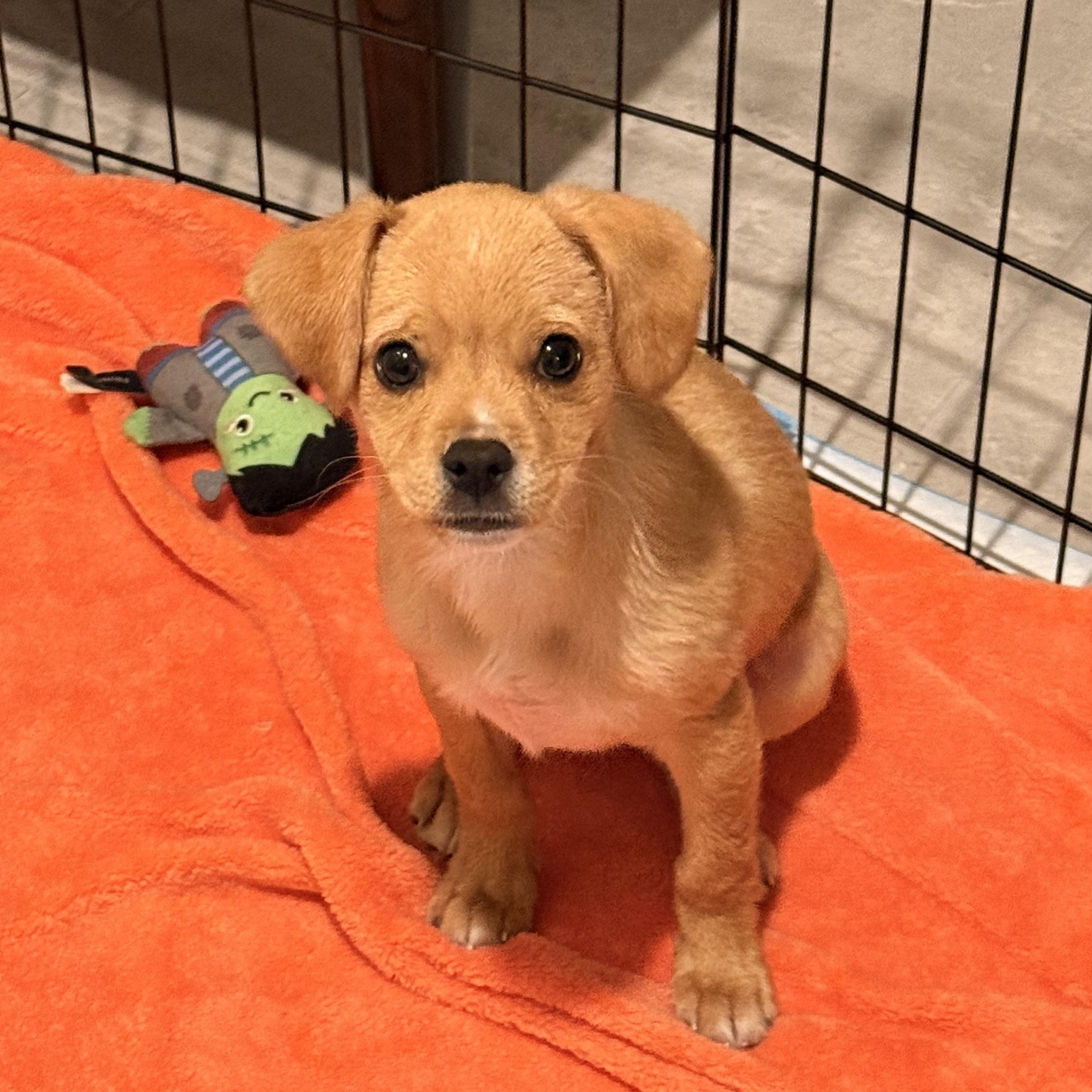Havarti, ADOPTABLE, Puppy Male Terrier & Chihuahua.