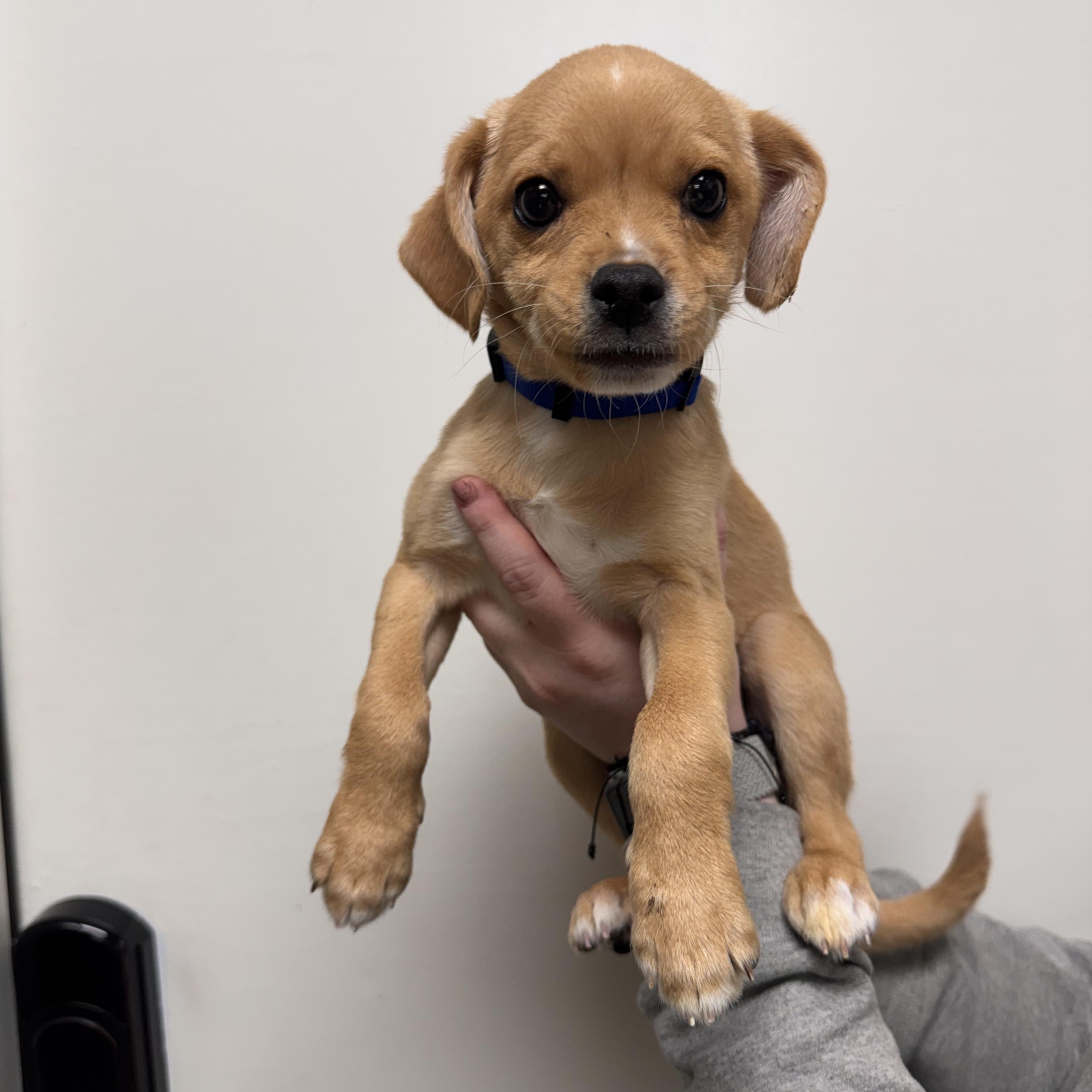 Havarti, ADOPTABLE, Puppy Male Terrier & Chihuahua.