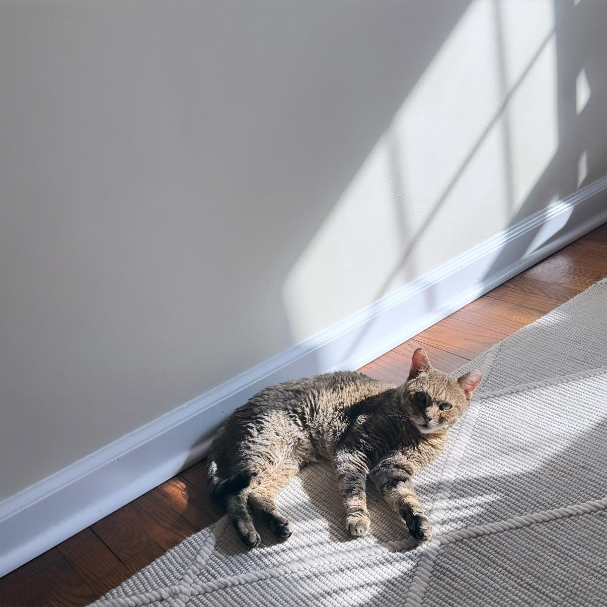 Masuda, a Adoptable Domestic Short Hair in Westville, NJ image 6/6