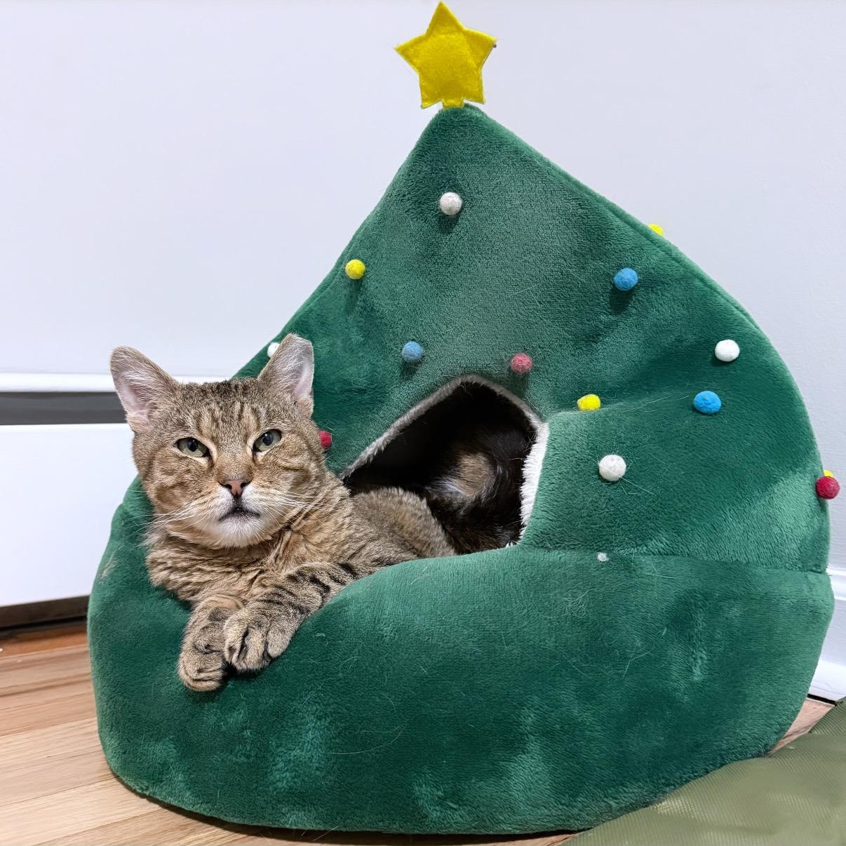 Masuda, a Adoptable Domestic Short Hair in Westville, NJ image 2/6