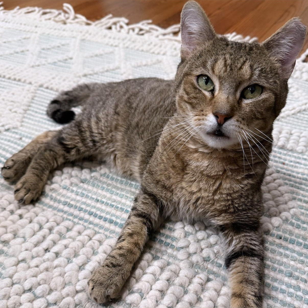 Masuda, a Adoptable Domestic Short Hair in Westville, NJ image 5/6