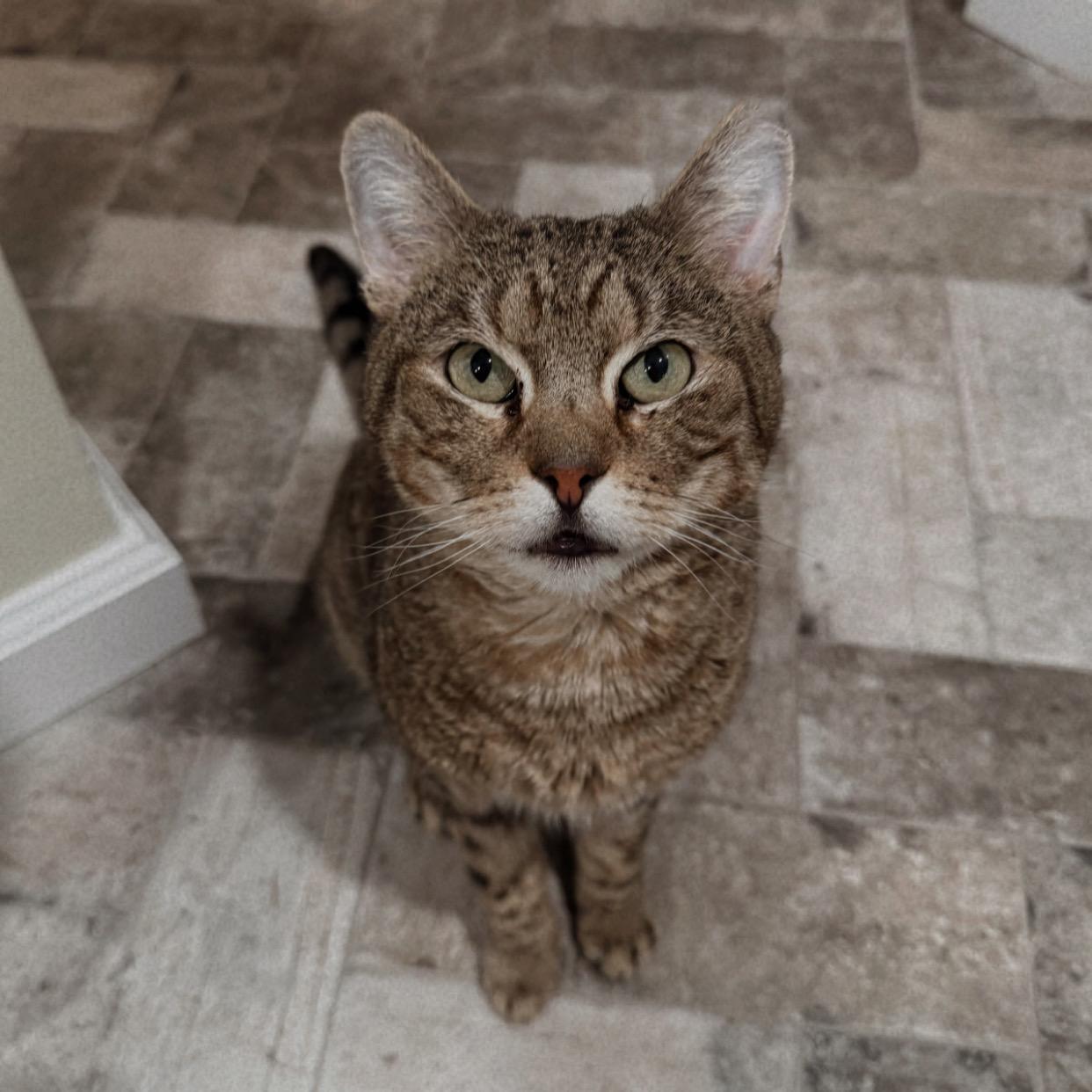 Masuda, Adoptable, Senior Male Domestic Short Hair.