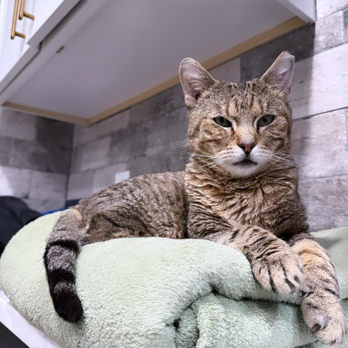 Masuda, a Adoptable Domestic Short Hair in Westville, NJ image 4/6