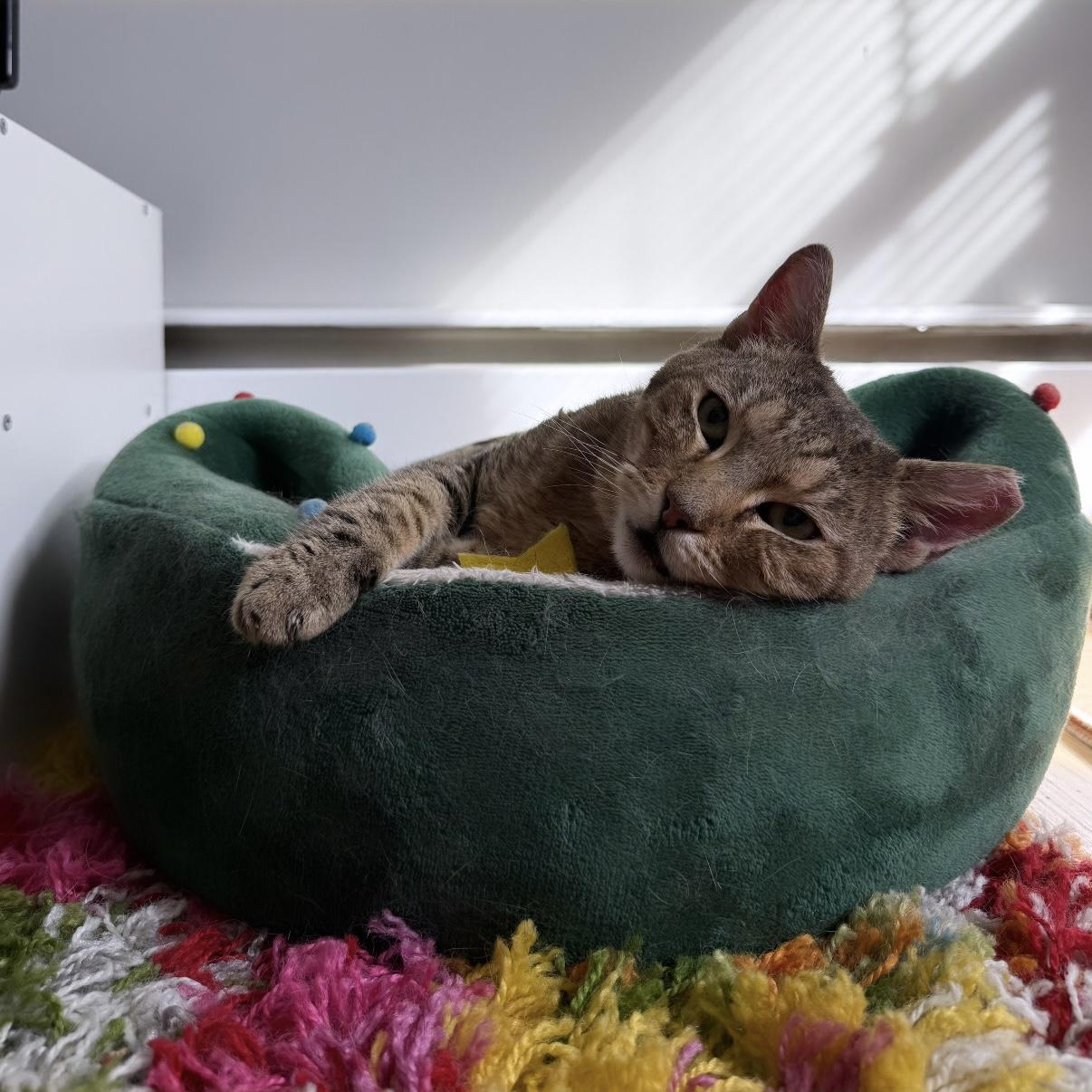 Masuda, a Adoptable Domestic Short Hair in Westville, NJ image 3/6