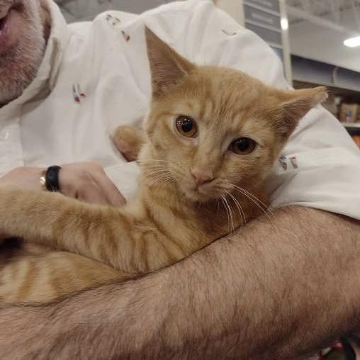 Enlarge Ares, a Adoptable Domestic Short Hair in Memphis, TN image 6/6