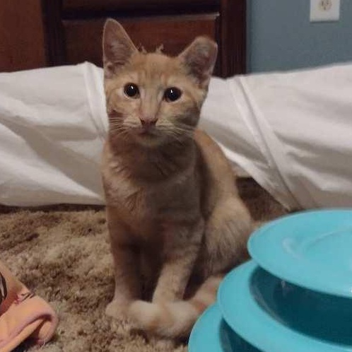 Enlarge Ares, a Adoptable Domestic Short Hair in Memphis, TN image 2/6