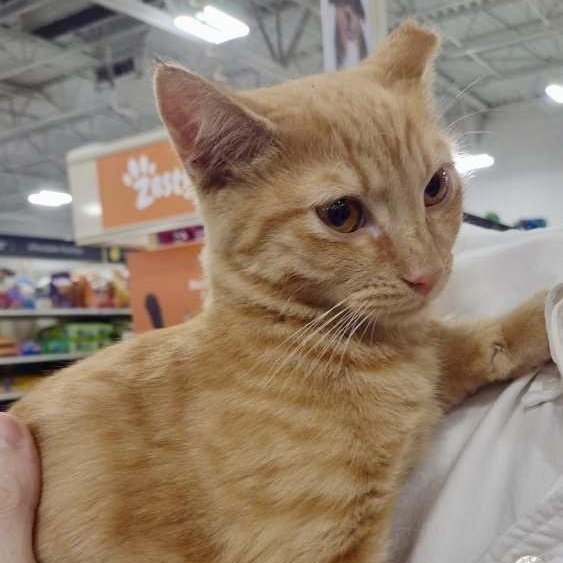 Enlarge Ares, a Adoptable Domestic Short Hair in Memphis, TN image 5/6