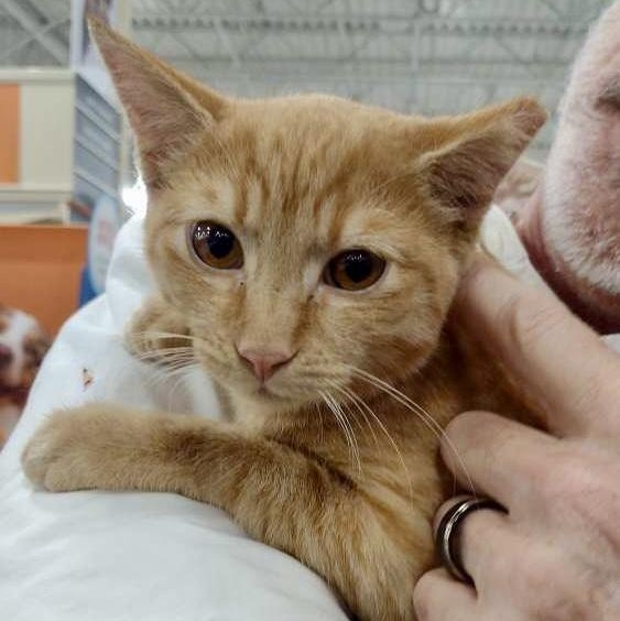 Enlarge Ares, a Adoptable Domestic Short Hair in Memphis, TN image 1/6