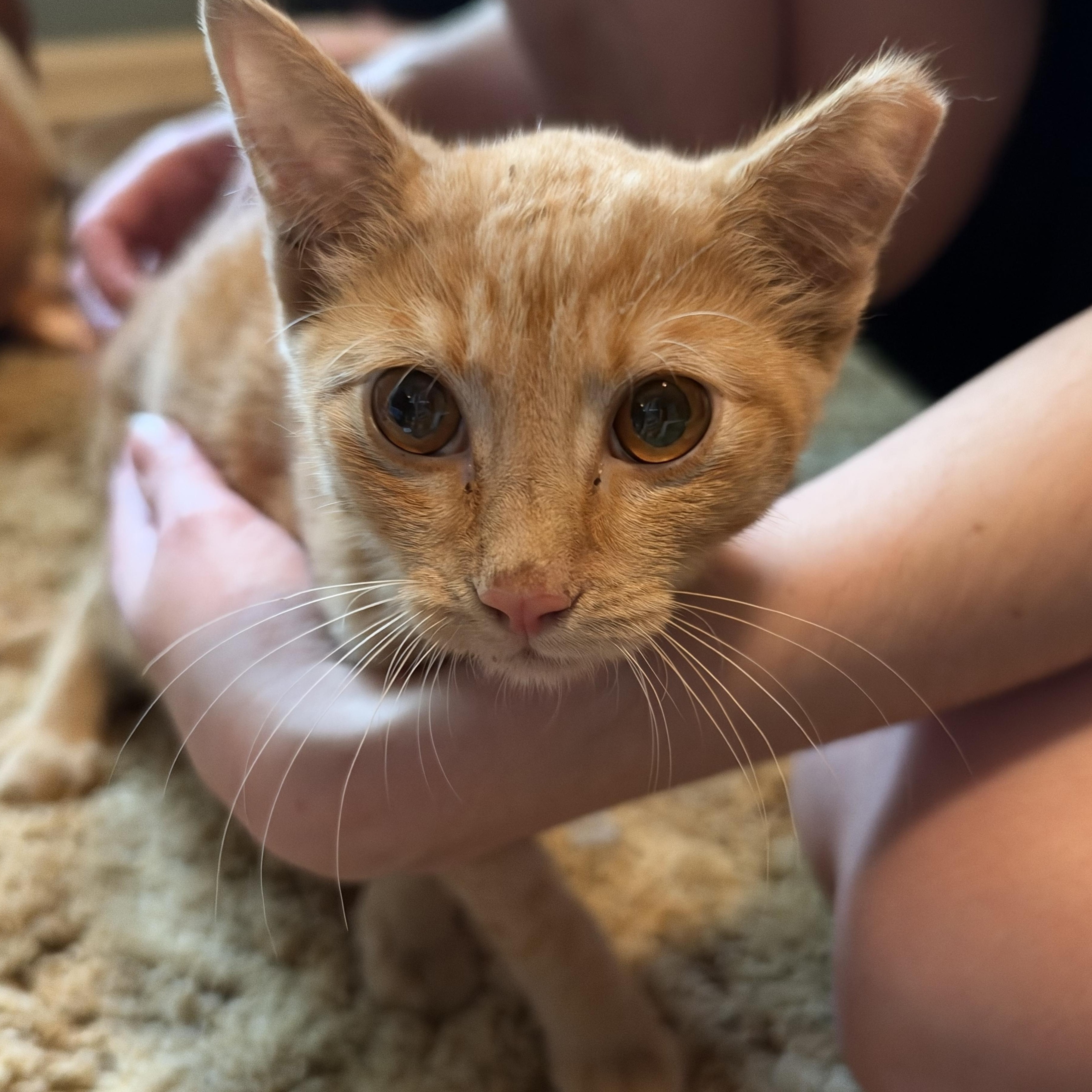 Enlarge Ares, a Adoptable Domestic Short Hair in Memphis, TN image 3/6