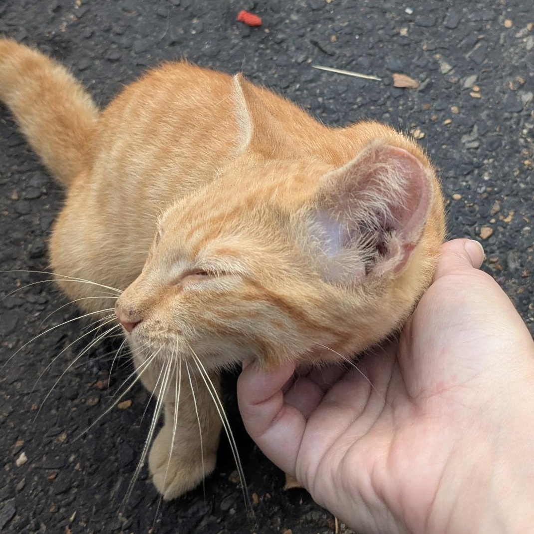 Enlarge Ares, a Adoptable Domestic Short Hair in Memphis, TN image 4/6