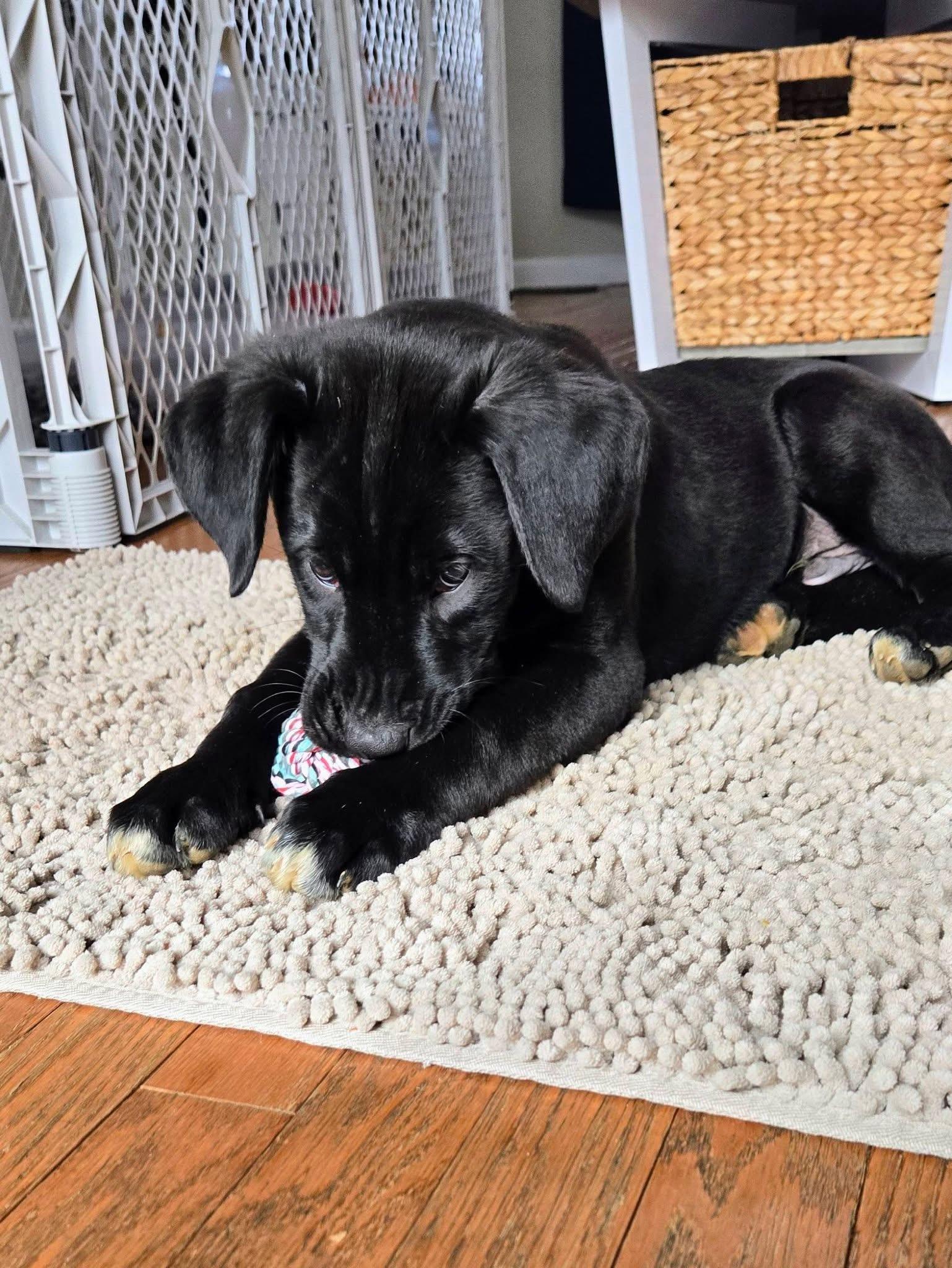 Titan , an adopted mixed breed in Marlton, NJ image 2/4