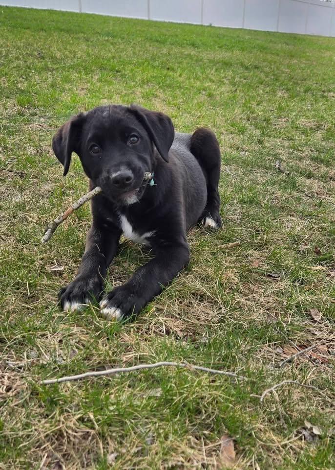 Titan , an adopted mixed breed in Marlton, NJ image 1/4