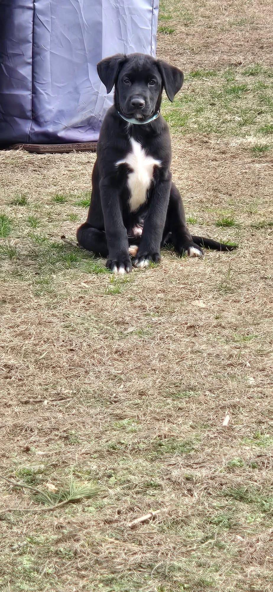 Titan , an adopted mixed breed in Marlton, NJ image 3/4