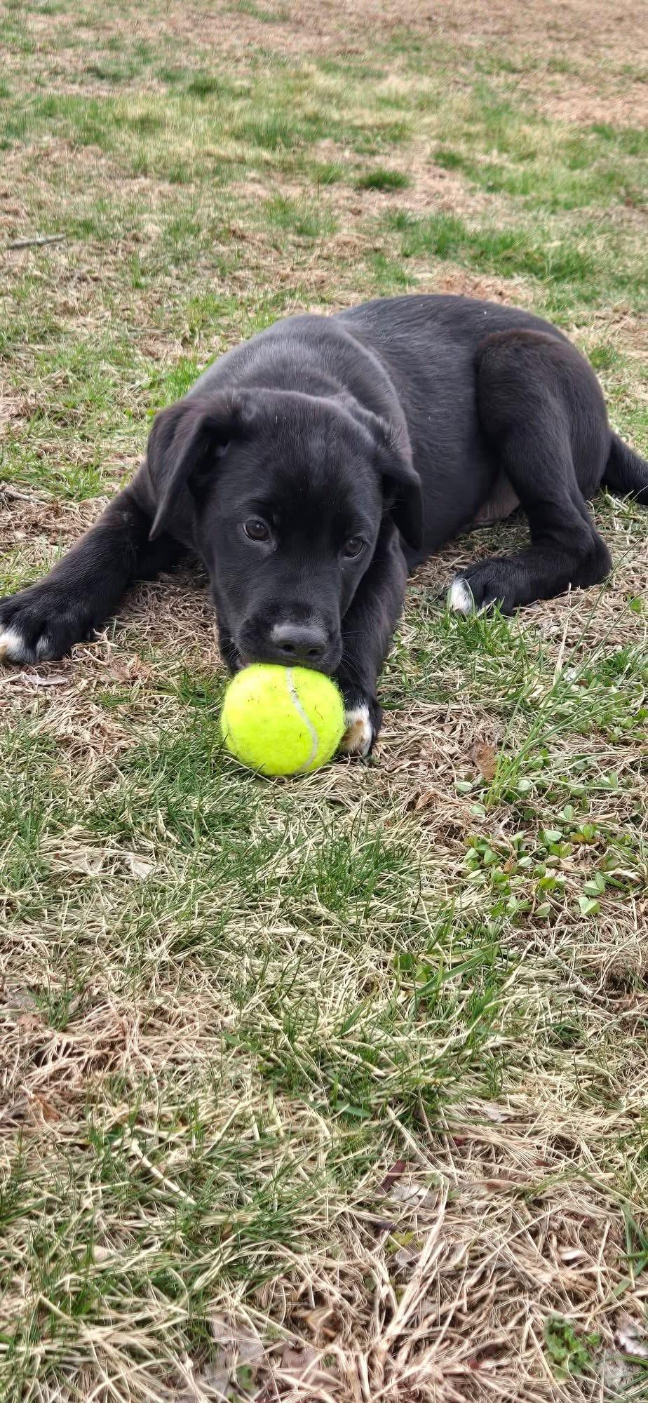 Titan , an adopted mixed breed in Marlton, NJ image 4/4