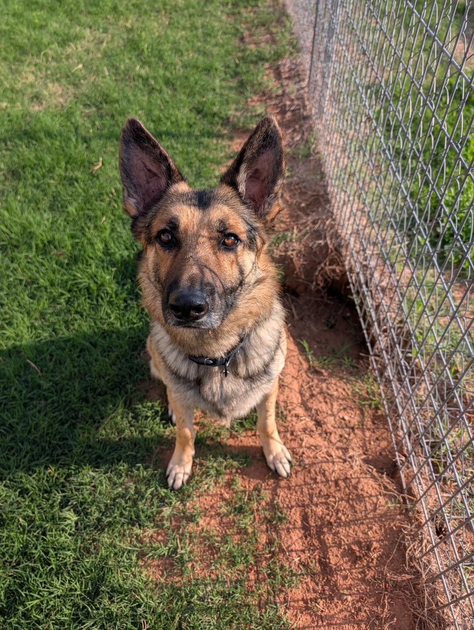 Enlarge Roger, a Adoptable German Shepherd Dog in Burnet, TX image 1/6