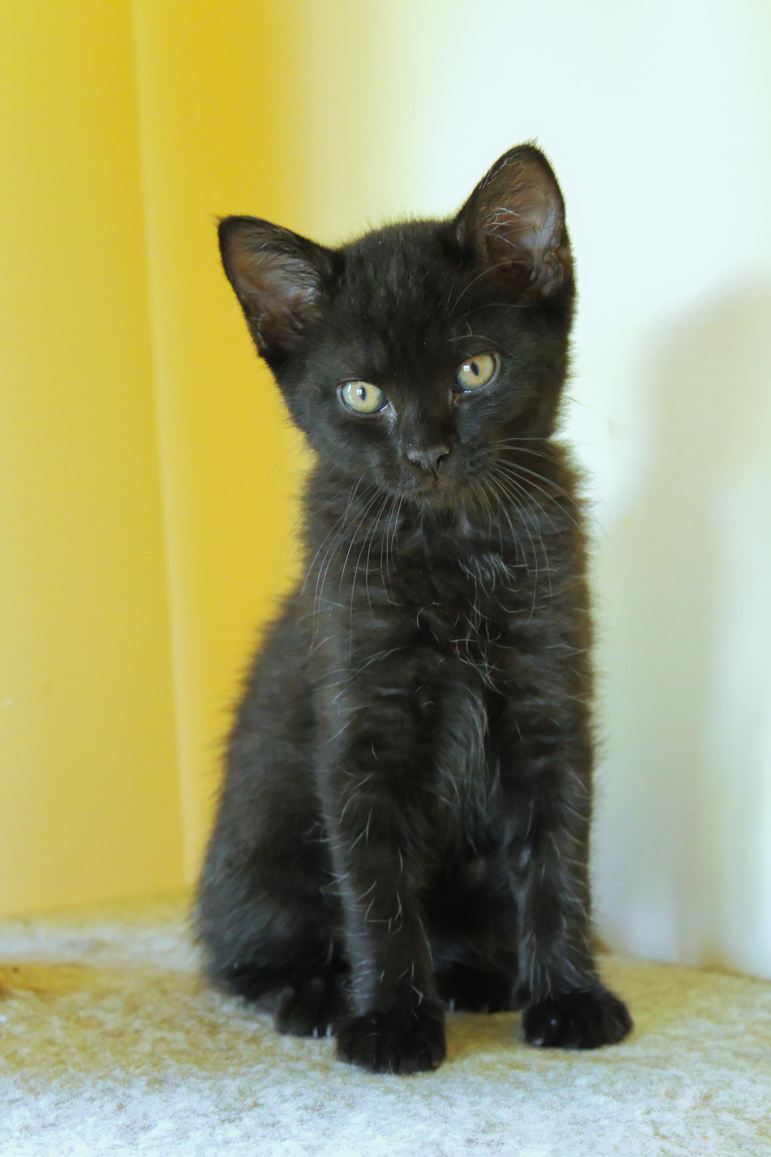Neptune, a Adoptable mixed breed in Urbana, OH image 6/6