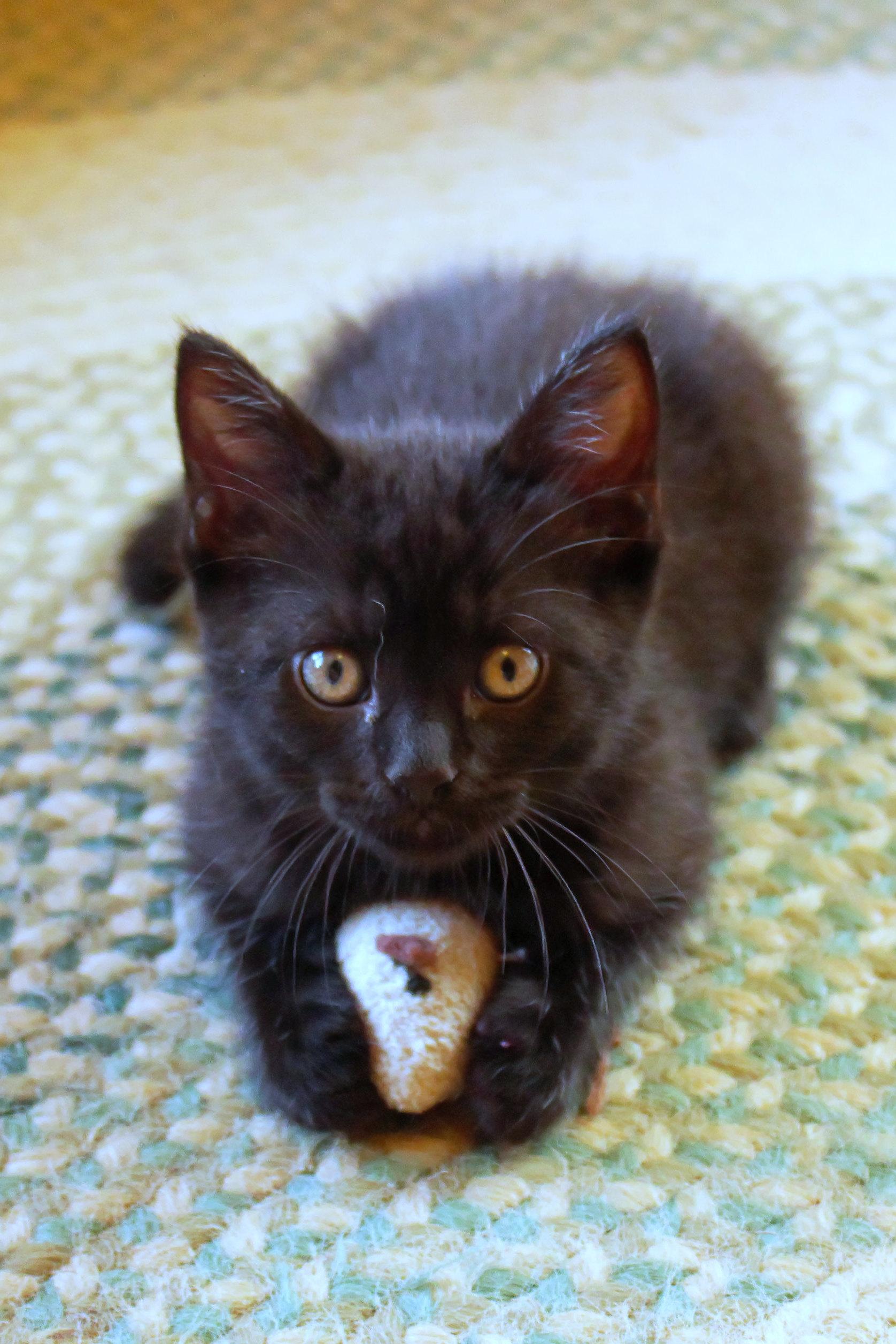 Neptune, a Adoptable mixed breed in Urbana, OH image 4/6