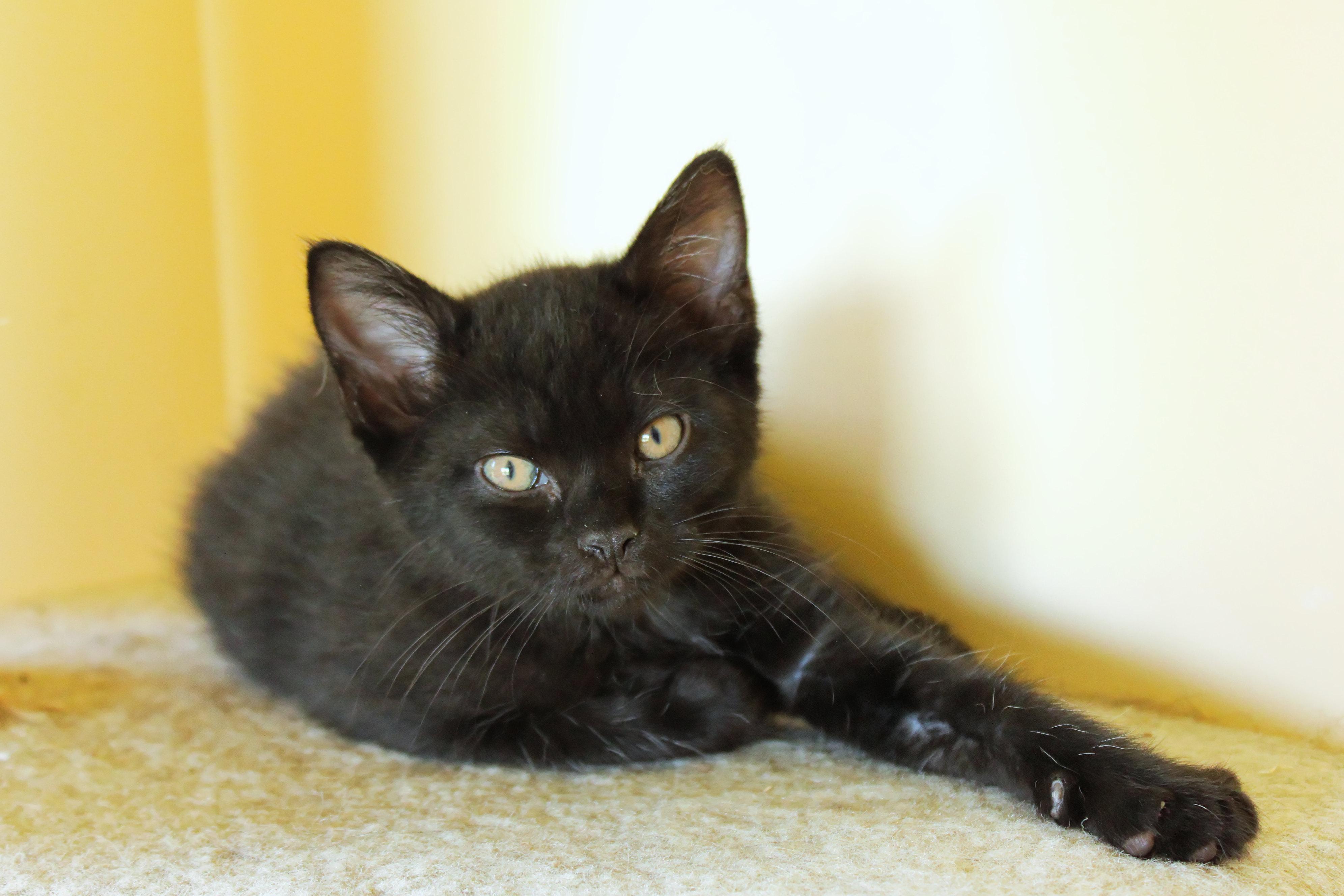 Neptune, a Adoptable mixed breed in Urbana, OH image 3/6