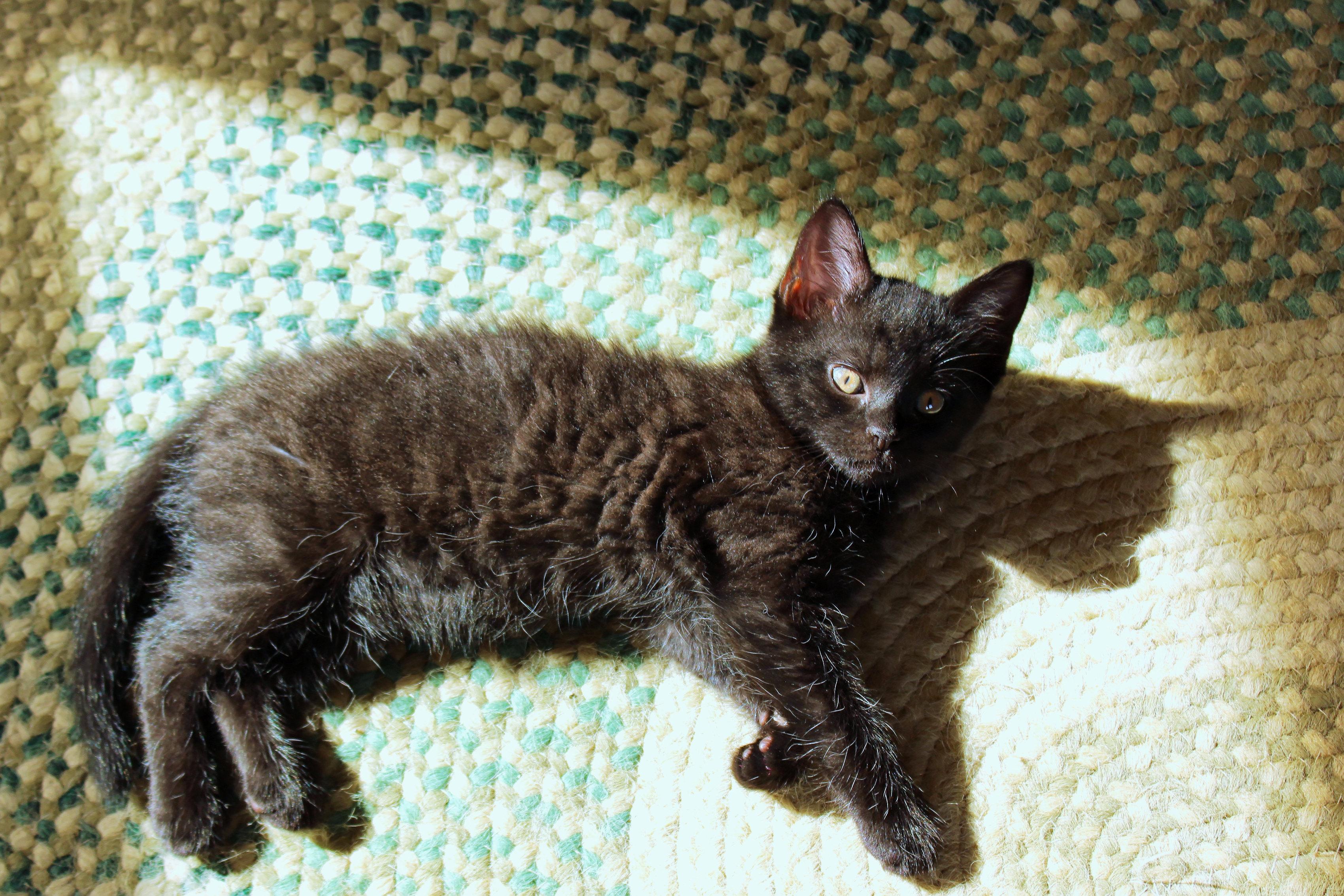 Neptune, a Adoptable mixed breed in Urbana, OH image 5/6