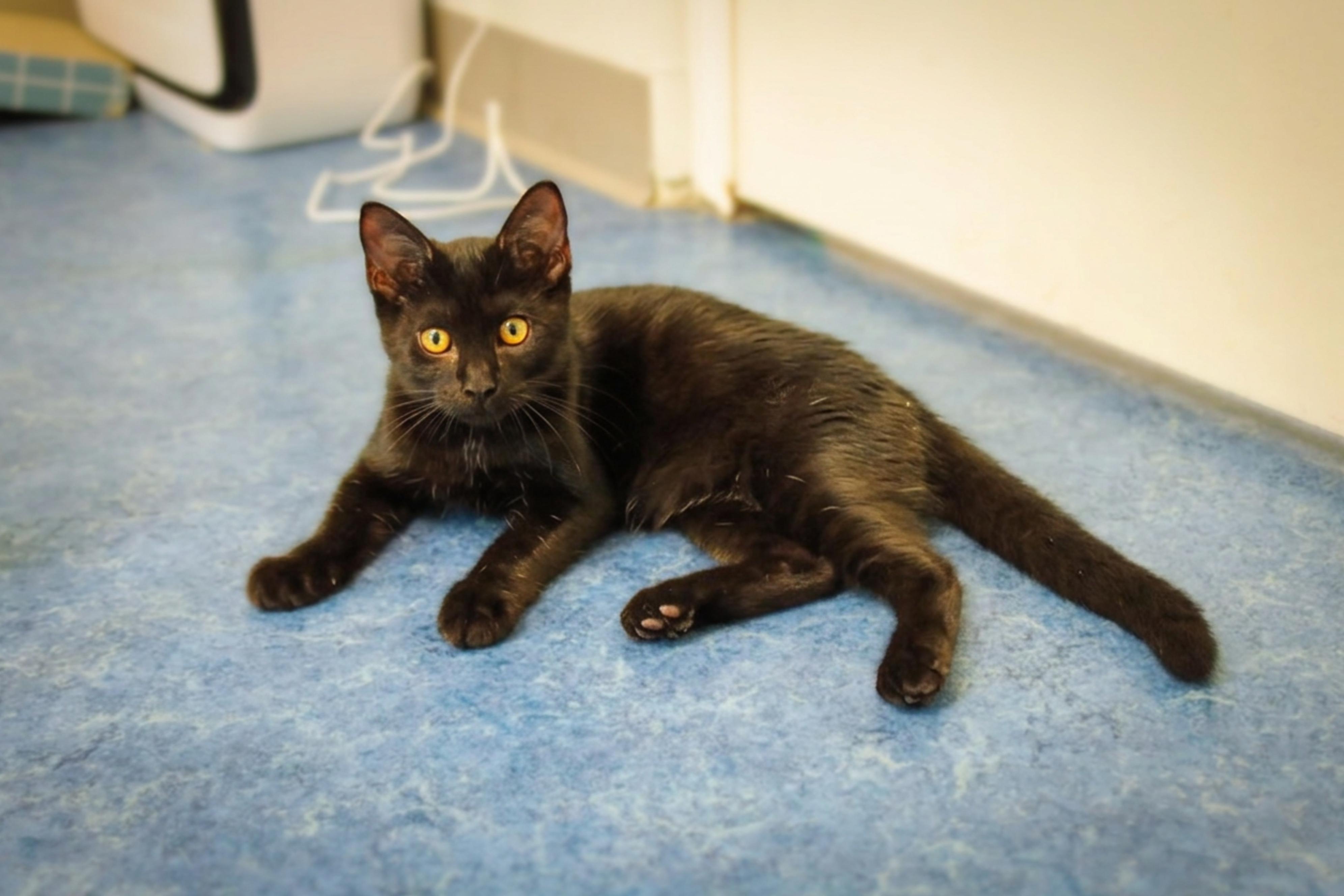 Neptune, a Adoptable mixed breed in Urbana, OH image 2/6