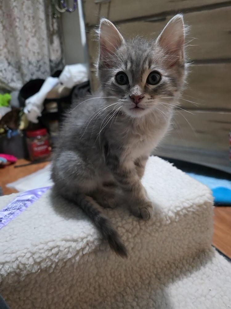 Enlarge Roo, a Adopted mixed breed in Santa Rosa, CA image 5/6