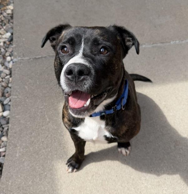 Piglet, Adoptable, Young Male Australian Cattle Dog / Blue Heeler & Pit Bull Terrier.