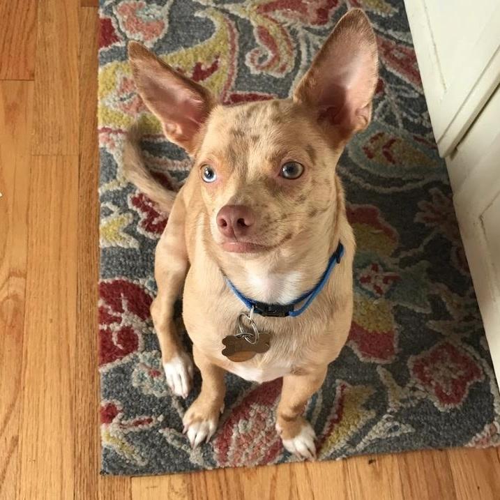 Apache, Adult Male Chihuahua