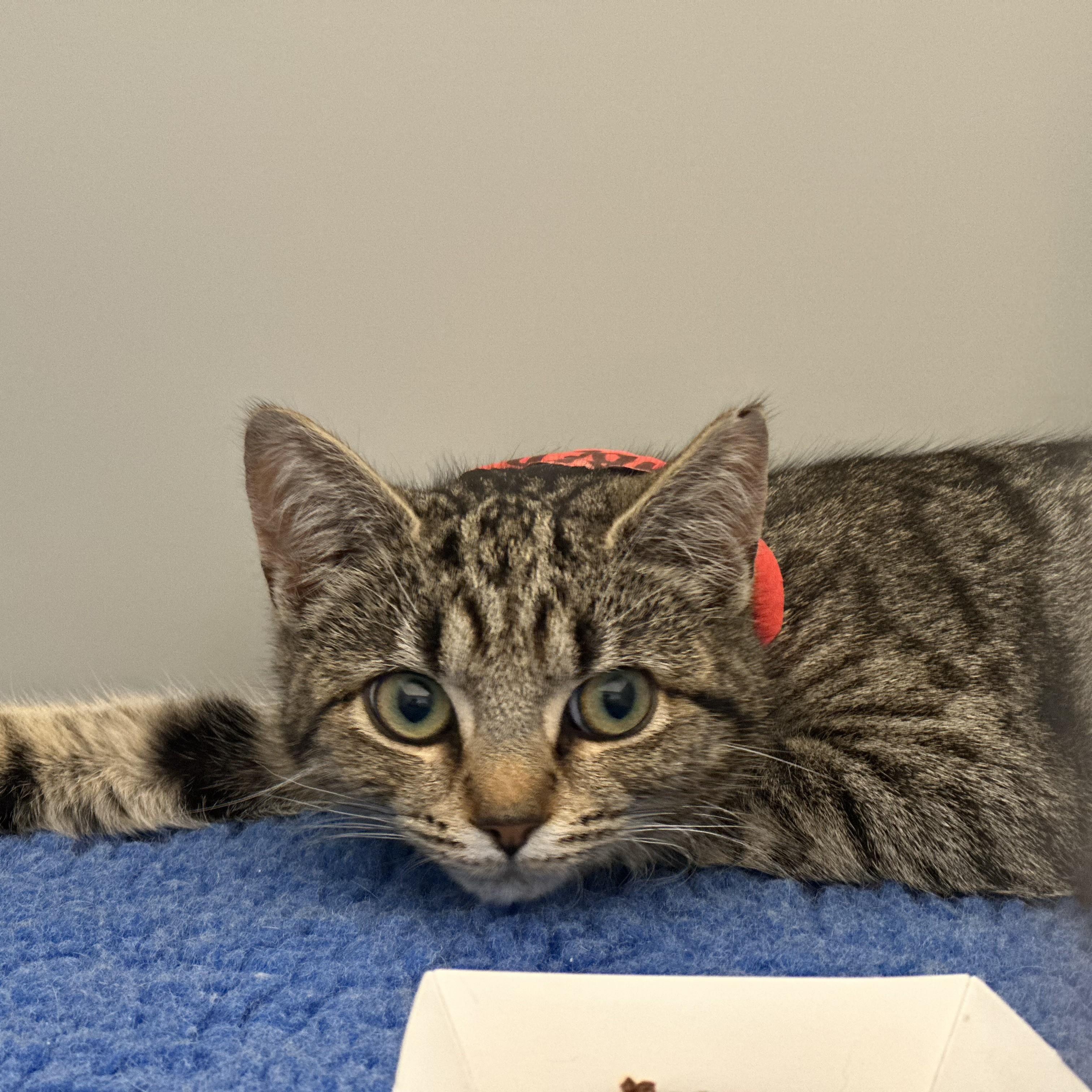 Enlarge Ember, a ADOPTABLE Domestic Short Hair in Stafford, VA image 3/4