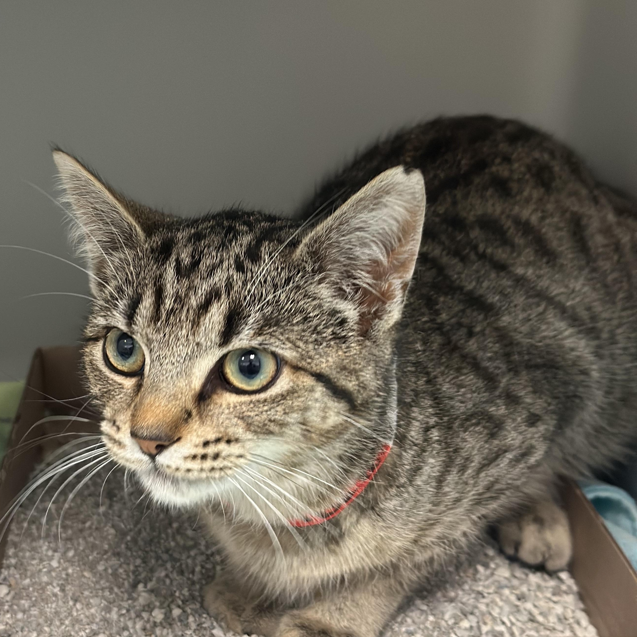 Enlarge Ember, a ADOPTABLE Domestic Short Hair in Stafford, VA image 4/4