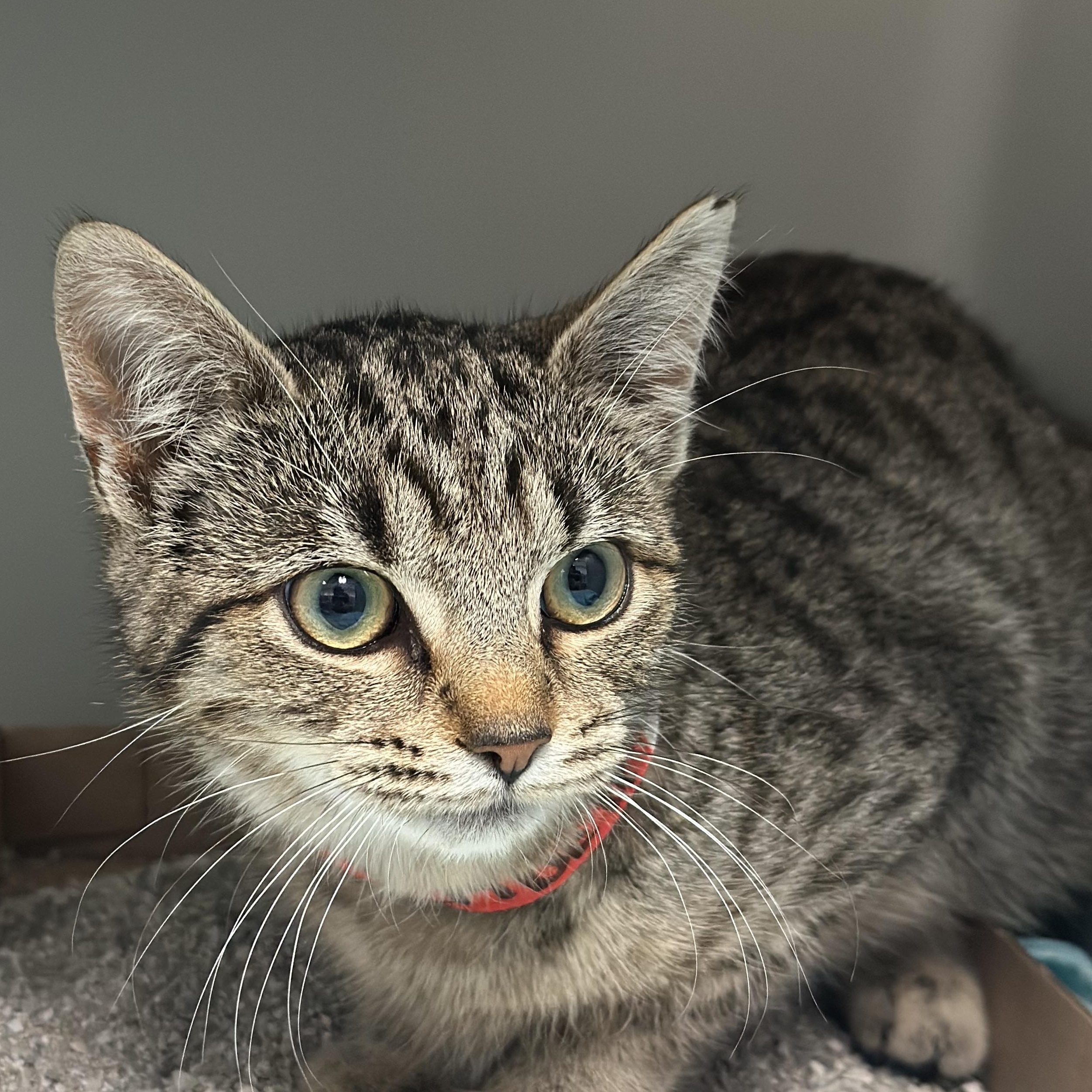 Ember, ADOPTABLE, Young Female Domestic Short Hair.