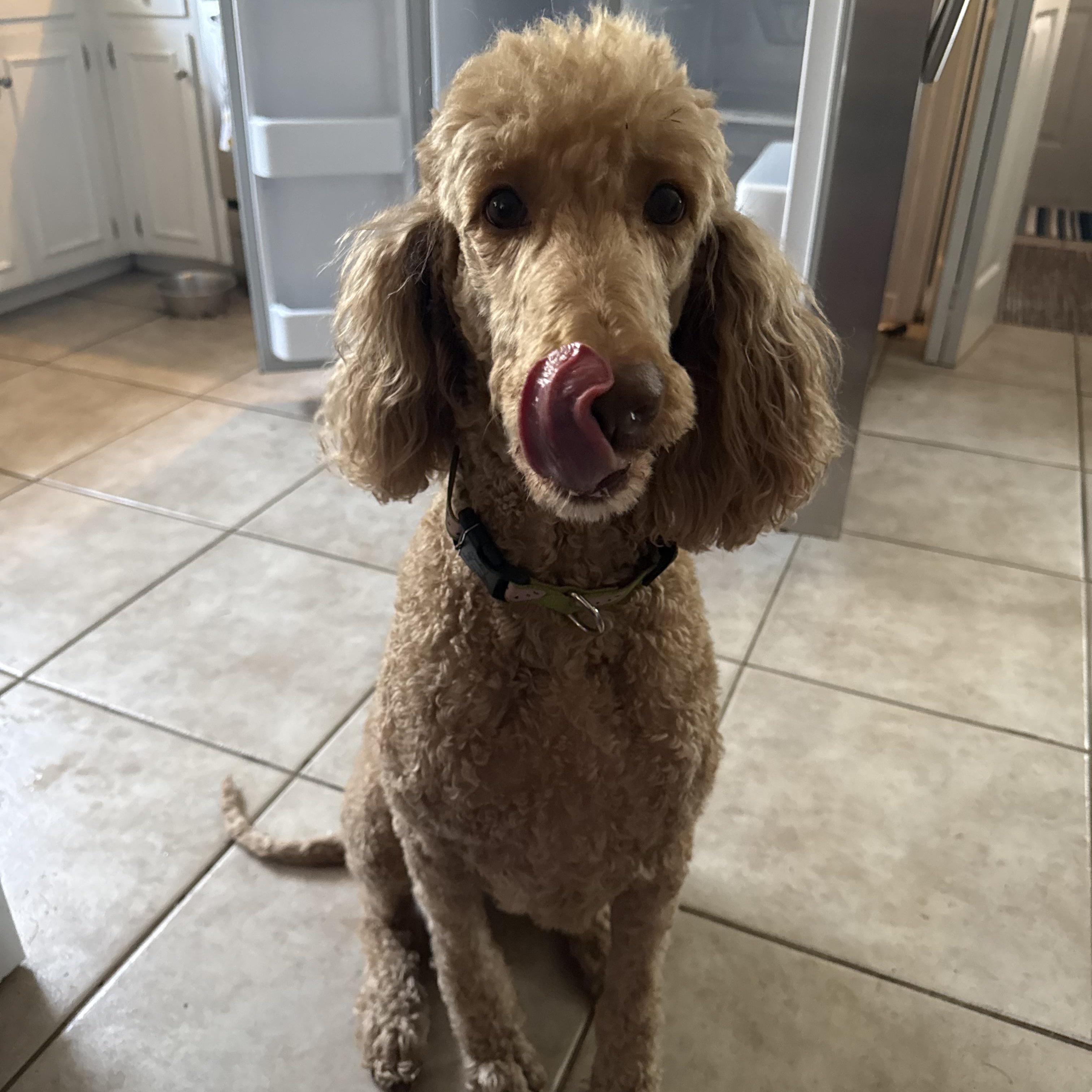 Standard Poodles for Adoption in Jackson County, Mississippi