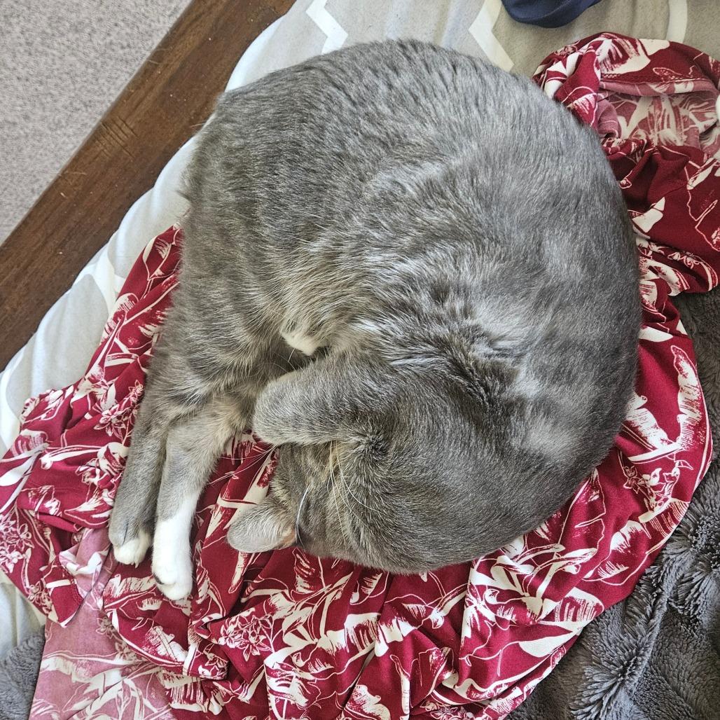 Marbles Orr, Adoptable, Young Male Domestic Medium Hair.