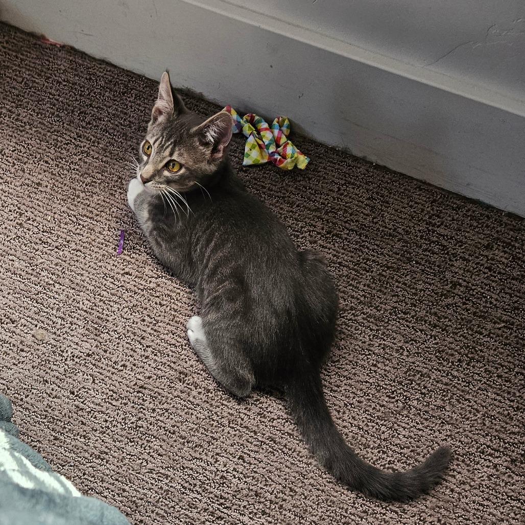 Marbles Orr, Adoptable, Young Male Domestic Medium Hair.