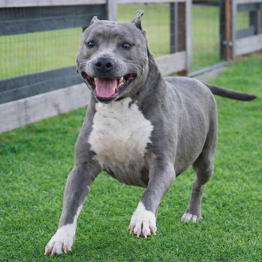 Enlarge PRINCESSA, a Adoptable American Staffordshire Terrier in Fountain, CO image 1/5