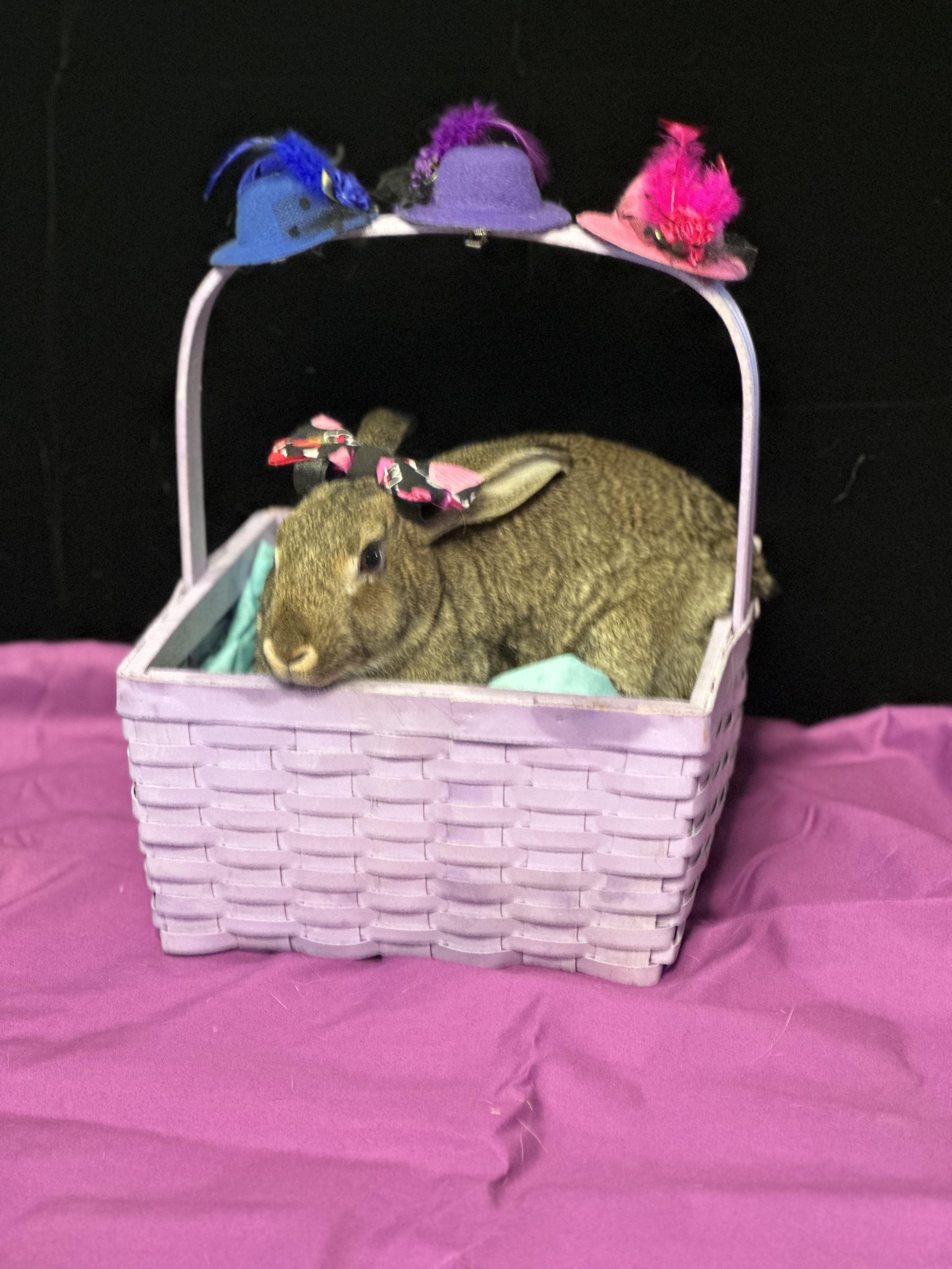 Deedee, Adoptable, Young Female American.