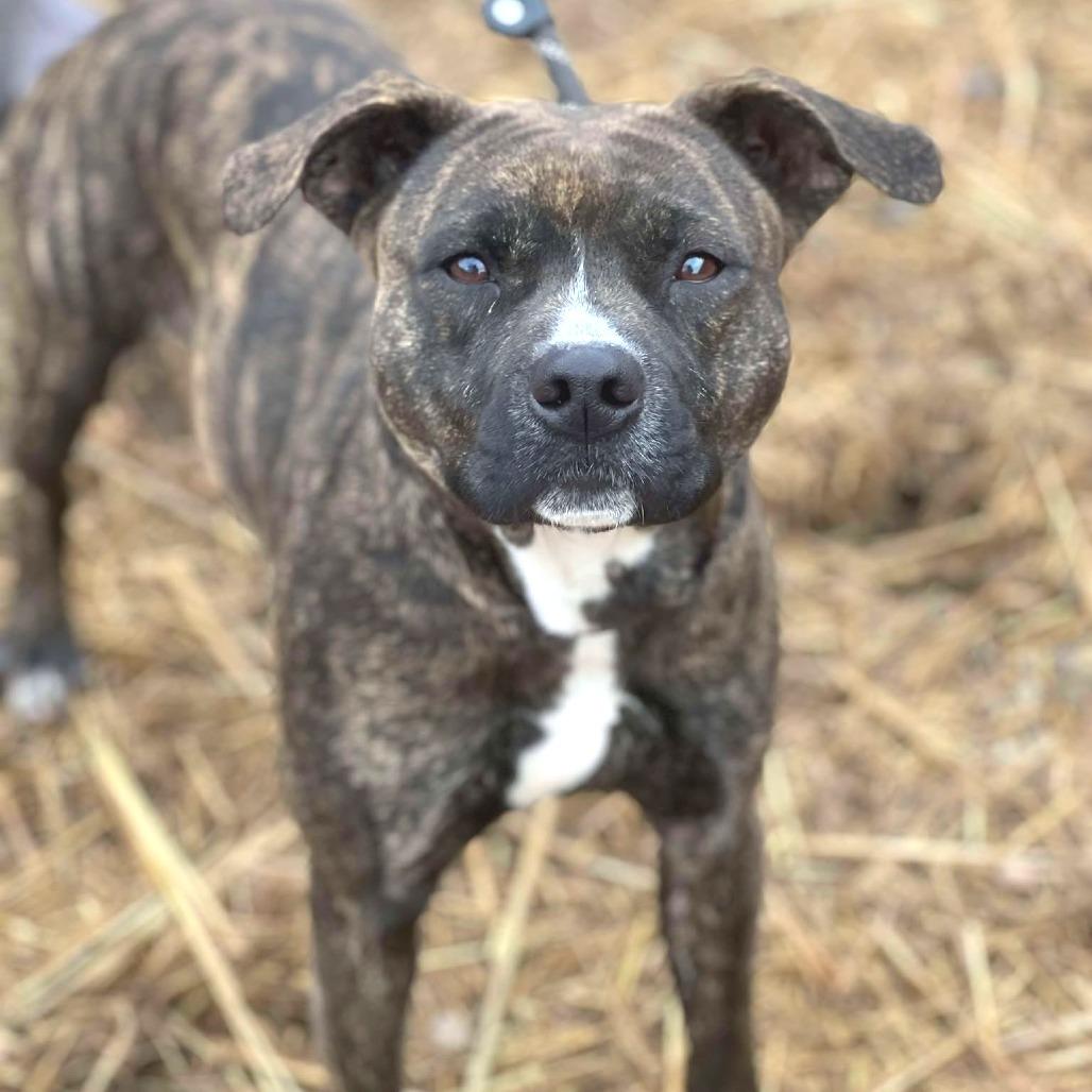 Shelby- $70 Bissell Sponsored Adoption Fee!, Adoptable, Adult Female Mixed Breed.