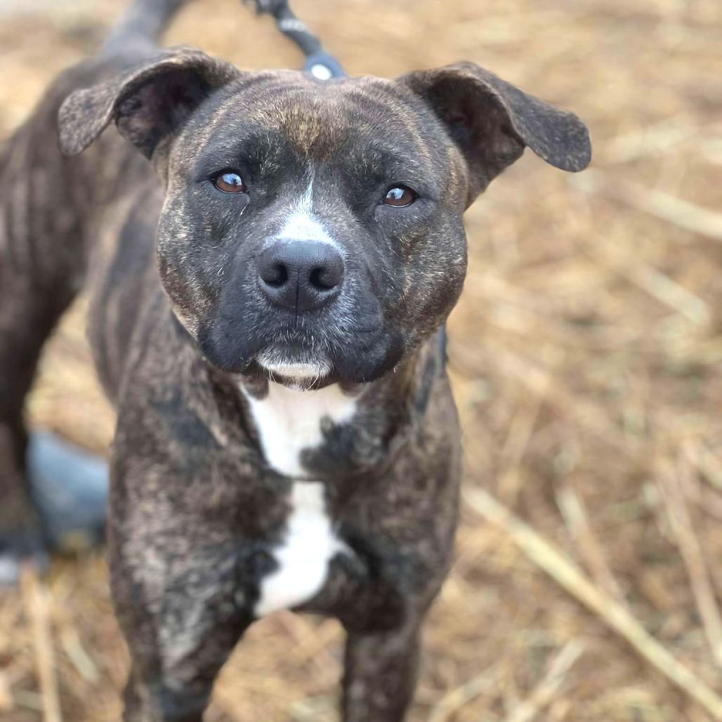 Shelby- $70 Bissell Sponsored Adoption Fee!, a Adoptable Mixed Breed in Staten Island, NY image 2/6