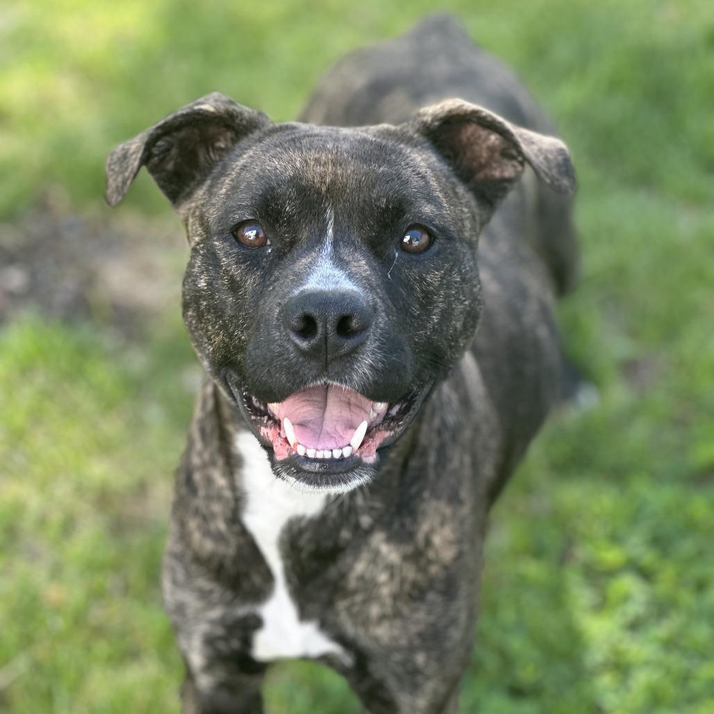 Shelby, a Adoptable Mixed Breed in Staten Island, NY image 3/6