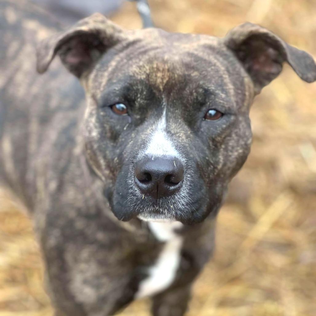 Shelby- $70 Bissell Sponsored Adoption Fee!, a Adoptable Mixed Breed in Staten Island, NY image 4/6