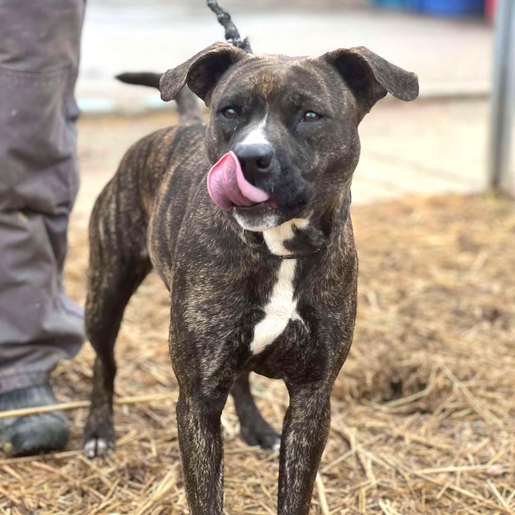 Shelby- $70 Bissell Sponsored Adoption Fee!, a Adoptable Mixed Breed in Staten Island, NY image 6/6